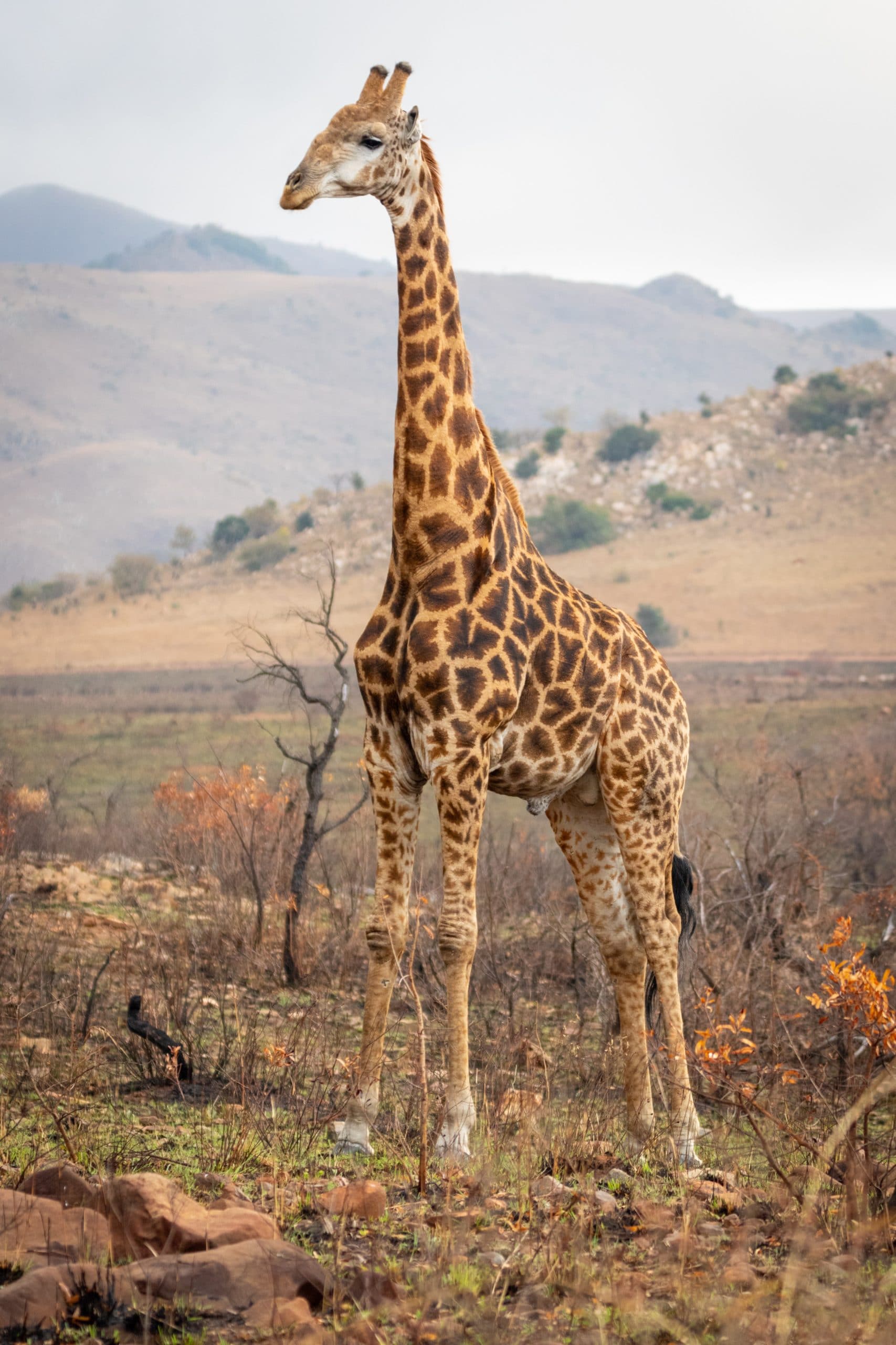 a lone giraffe in the plains of Africa